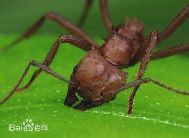 常见的蚂蚁分类