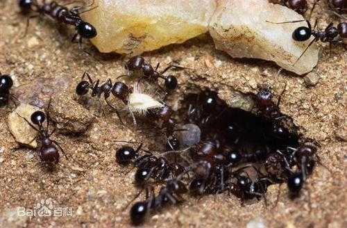 常见的蚂蚁分类