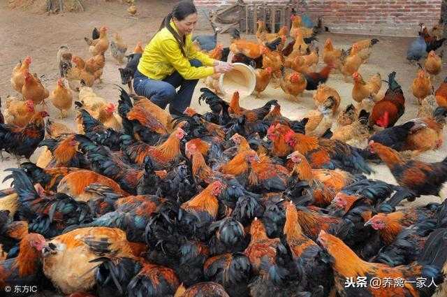 养鸡窍门：农家散养土鸡手艺快速学习！珍藏！