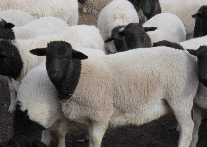 2020农村养羊有补贴吗？养殖什么羊最赚钱？