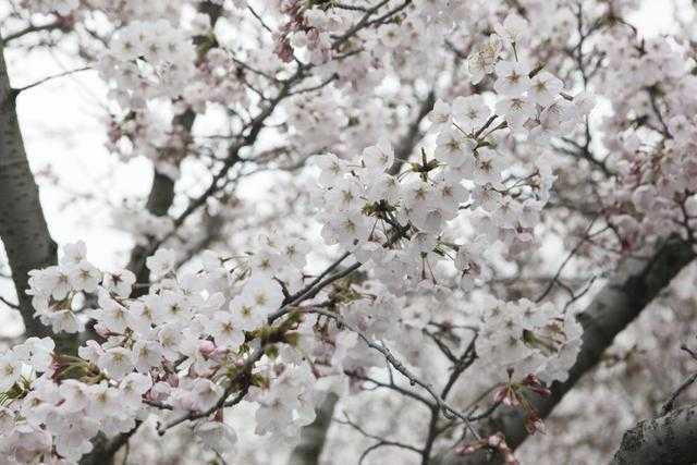 春天常见的“8种”花，你都熟悉吗？