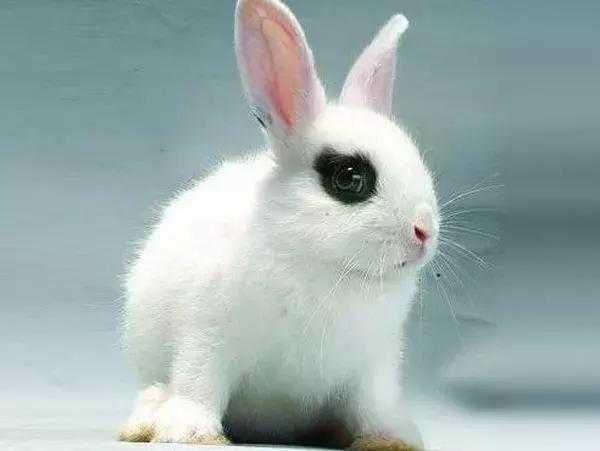 最受迎接的十大宠物兔，你会喜欢哪一只？