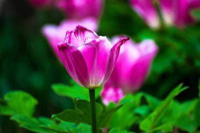 郁金香的花语是爱和永远的祝福，你知道差别颜色，有差别的花语吗