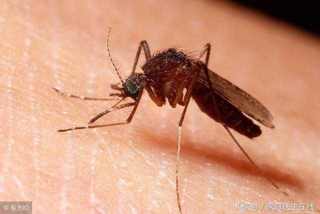 研究解释：蚊子就爱盯上这5类人的血！稀奇是第3种