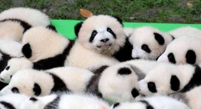 为什么只有中国才有大熊猫？熊猫滋生能力为什么这么差？
