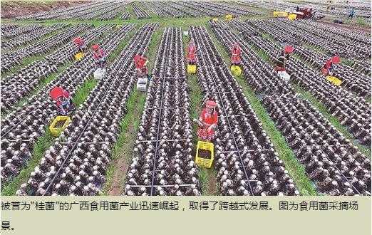 中国农技推广的“广西征象”