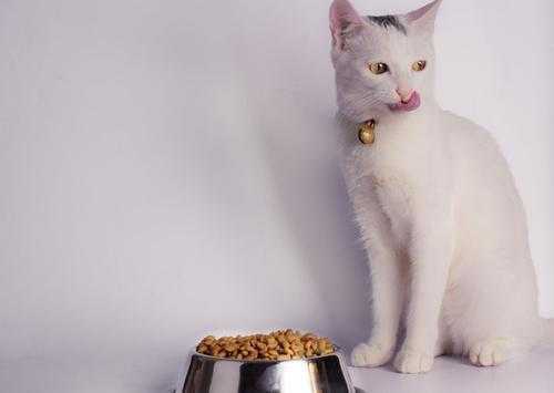 猫吃什么牌子的猫粮最好？