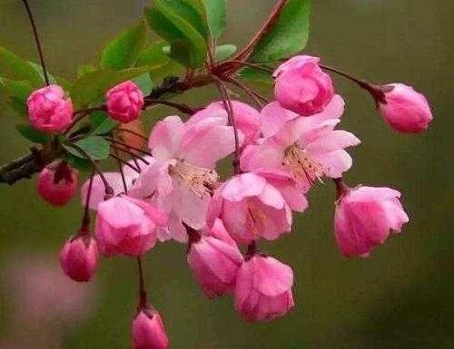 这8种春天盛开的花，认清花型不糊涂，自己成为辨花大师