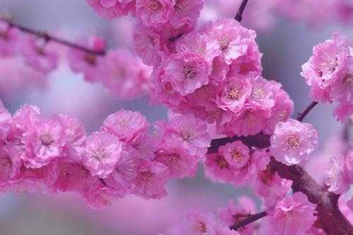 这8种春天盛开的花，认清花型不糊涂，自己成为辨花大师