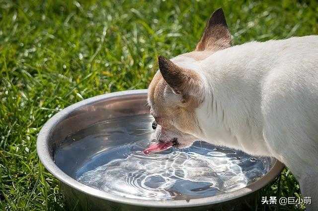 怎么选择狗碗？狗狗的碗选得欠好，喝水都能喝出病