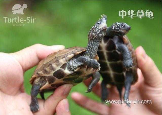 怎样养好一只草龟？带你领会乌龟的三大生涯习性！「龟谷鳖老」