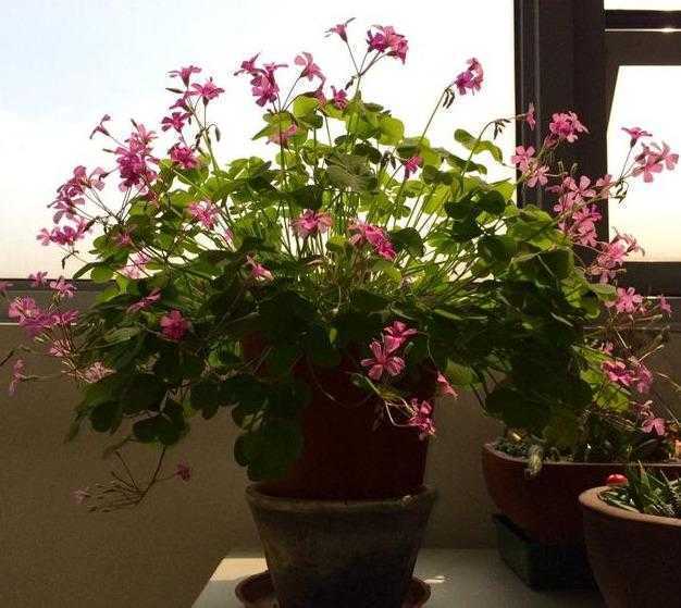 7种适合养在窗台上的花，不只花期长，着花漂亮还都超好养