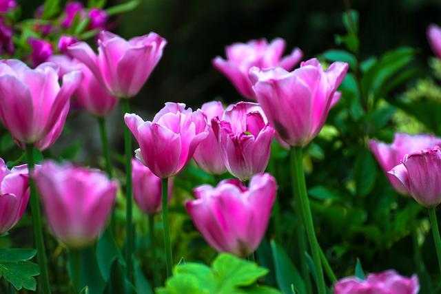 郁金香的花语是爱和永远的祝福，你知道差别颜色，有差别的花语吗