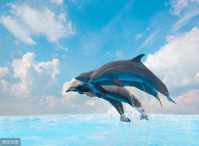 海豚一直都是人们异常喜欢的动物，关于海豚，你领会若干呢？