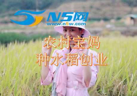 农村宝妈尚金波：项目卖水稻创业年入百万？